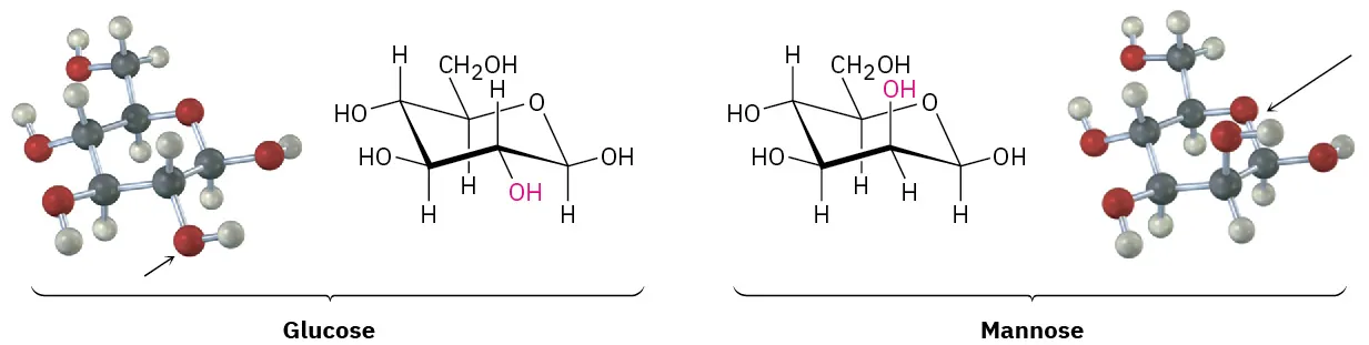 The ball and stick models and Haworth projections of glucose and mannose. In glucose and mannose, the hydroxyl group at C2 is bonded at bottom and at top, respectively.