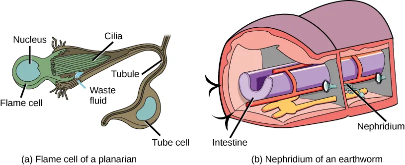 Illustration A shows a flame cell, which is bulb-shaped with cilia projecting from one end. The cilia form a point, like the tip of a paintbrush, inside a wide opening at the end of a tube cell. The tube cell narrows into a tubule, then widens into a body where the nucleus is located. The tubule continues past the cell body. Illustration B shows a cross section of an earthworm, which is segmented with walls separating each segment. The trumpet-like opening of a nephridium sticks out of the wall. Cilia surround the opening. Beyond the wall, the nephridium forms a tube that winds down to the ventral surface, where it connects with an opening to the exterior. Just above the opening the tube widens into a bladder.