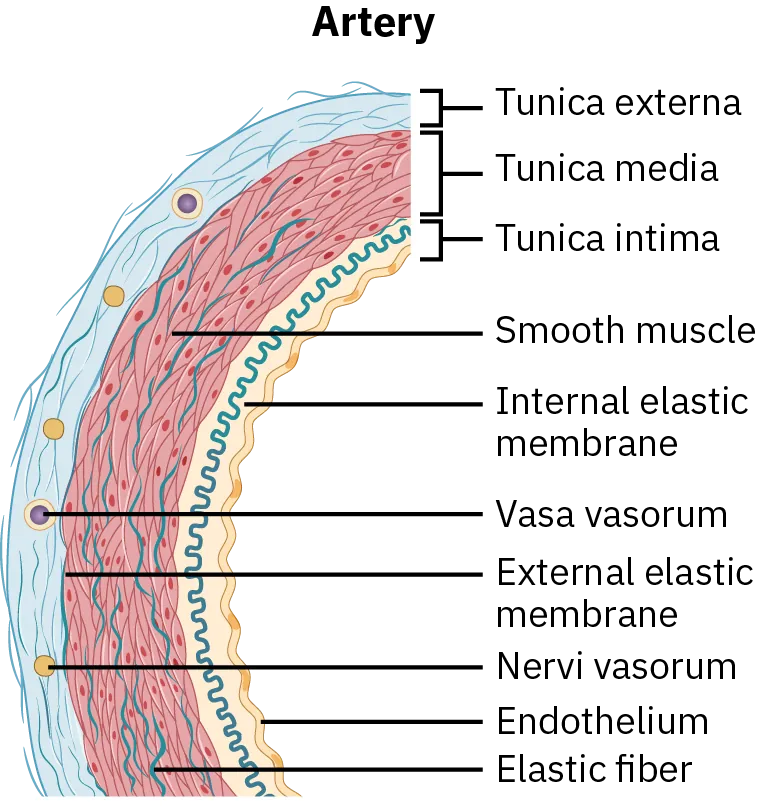 The artery wall consists of the tunica externa, tunica media, tunica intima, smooth muscle, internal elastic membrane, vasa vasorum, external elastic membrane, nervi vasorum, endothelium, and elastic fiber.