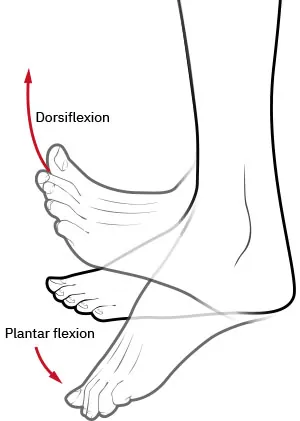 Diagram showing dorsiflexion and plantar flexion of ankle