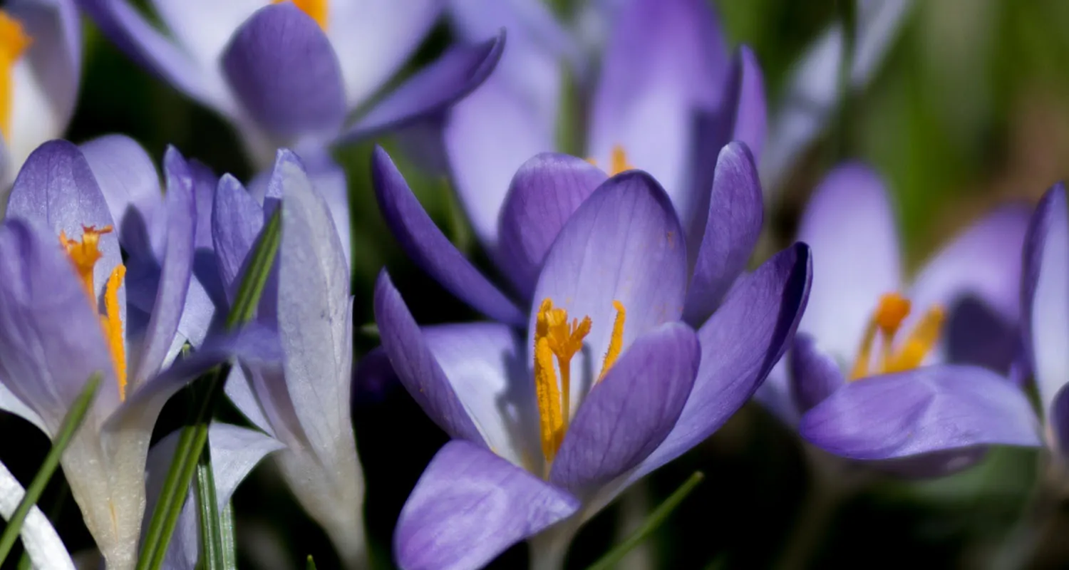 A photo shows saffron crocus flowers having purple petals and yellow stigmas.