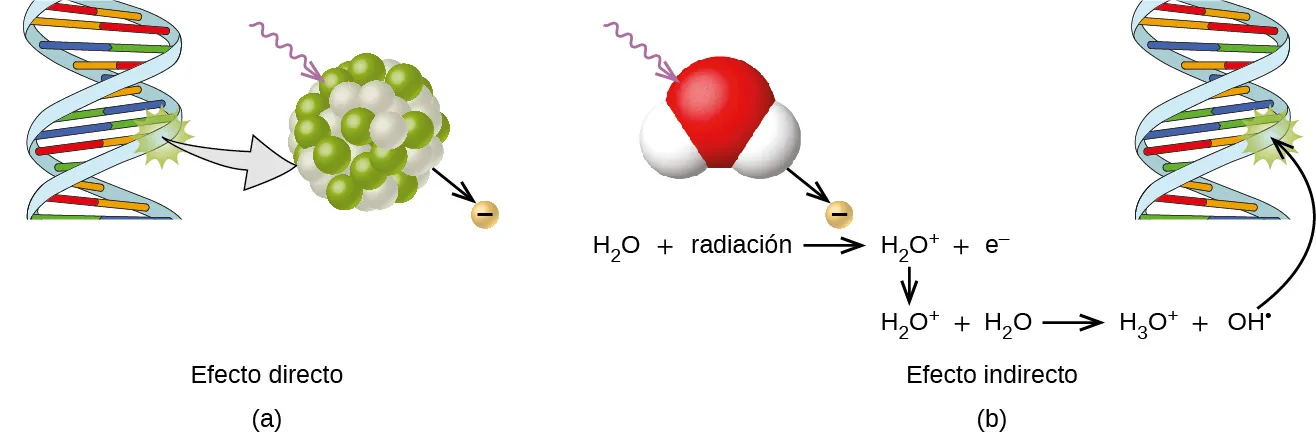 Se muestran dos pares de imágenes marcadas como "a" y "b". En el primer par, una estructura helicoidal a la izquierda con una explosión de estrellas en su parte central derecha está conectada por una flecha orientada a la derecha a una esfera compuesta por esferas verdes y blancas más pequeñas. Una flecha serpenteante apunta hacia la esfera desde la parte superior izquierda y una flecha orientada hacia abajo se aleja de la esfera hacia un pequeño círculo con signo negativo. En el segundo par de imágenes, una flecha serpenteante conduce a una molécula de agua, mientras que una flecha orientada hacia abajo se aleja de esta hasta un pequeño círculo con una carga negativa escrita en este. En el extremo derecho se dibuja una forma helicoidal con una estrella en su parte central y una flecha orientada hacia arriba conduce a esta desde la siguiente ecuación: H, subíndice 2, O, signo positivo, radiación, flecha de rendimiento, H, subíndice 2, O, superíndice signo positivo, signo positivo, e, superíndice signo negativo, flecha orientada hacia abajo, H, subíndice 2, O, superíndice signo positivo, signo positivo, H, subíndice 2, O, flecha orientada hacia la derecha, H, subíndice 3, O, superíndice signo positivo, signo positivo, O H, superíndice signo negativo. Debajo de esta ecuación está la frase "efecto indirecto".