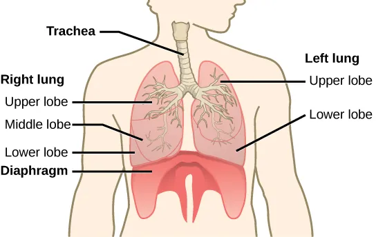 The illustration shows the trachea, which starts at the top of the neck and continues down into the chest, where it branches into the bronchi, which enter the lungs. The left lung has two lobes. The upper lobe is located in front of and above the lower lobe. The right lung has three lobes. The upper lobe is on the top, the lower lobe is on the bottom, and the middle lobe is sandwiched between them. The diaphragm presses against the bottom of the lungs and has the appearance of skin stretched over the top of a drum. Wide flaps of the diaphragm extend downward on the front left and right sides of the body. On the back, thin flaps of diaphragm stretch downward on either side of the spine.