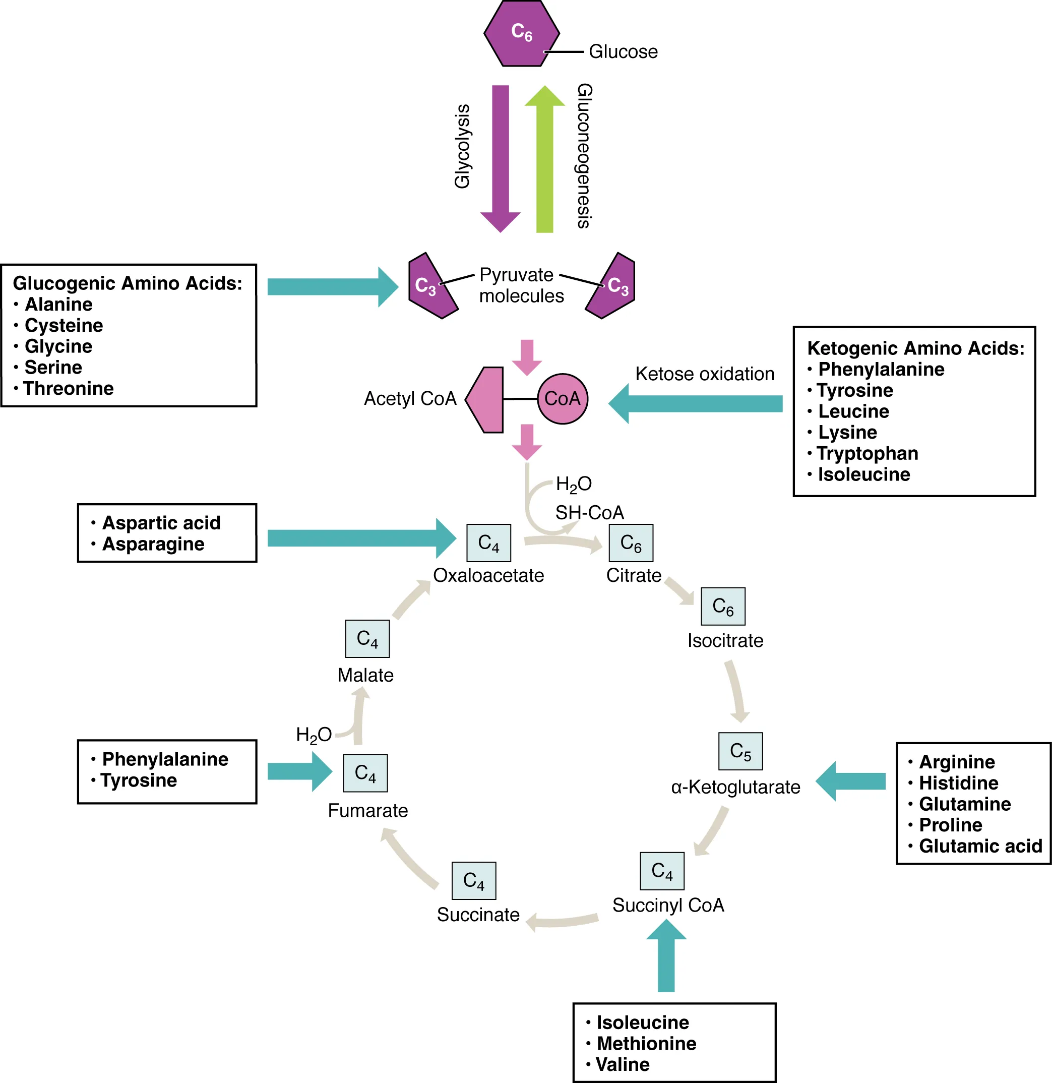 This figure  shows the different reactions in which products of carbohydrate breakdown are converted into different amino acids.