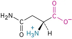 The structure of L-asparagine. It has a carbon linked to methylene connected to amide, carboxylate ion, dashed hydrogen, and wedged ammonia ion.