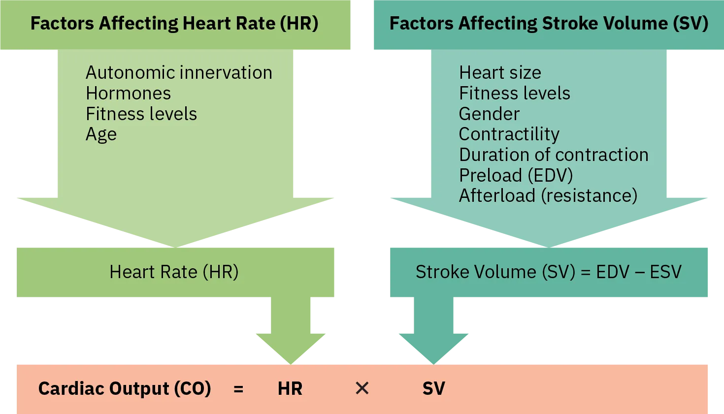 This figure lists the different factors affecting the heart rate and stroke volume. It also shows how they both affect the cardiac output. The factors affecting heart rate are autonomic innervation, hormones, fitness levels, and age. Factors affecting stroke volume are heart size, fitness levels, gender, contractility, duration of contraction, preload or EDV, and afterload (resistance). Stroke volume is calculated by subtracting end systolic volume from end diastolic volume. Cardiac output equals heart rate times stroke volume.