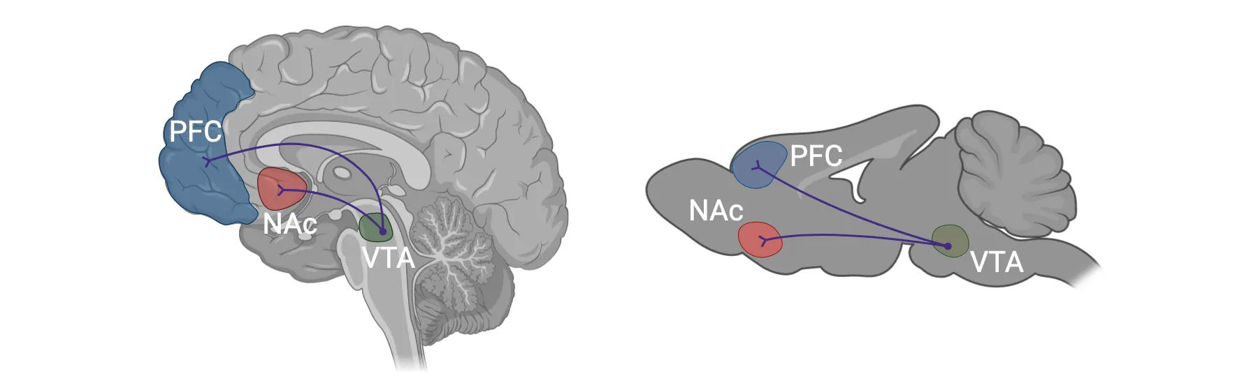 Diagrams of sagittal views of human and rodent brain showing similar connections of VTA (in the brainstem) to NAc (in frontal lobe) and to PFC (in frontal lobe).
