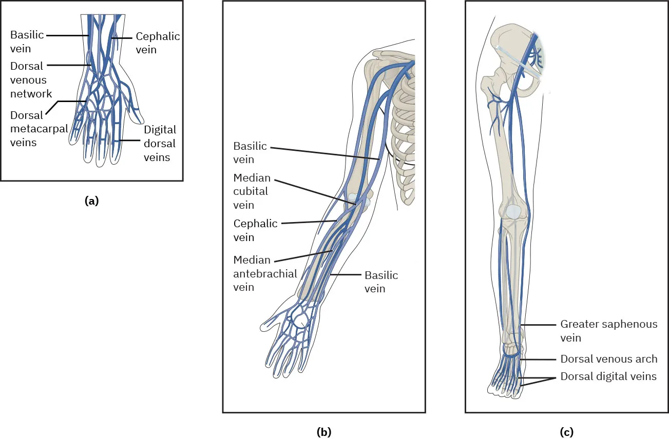A two-part image shows (a) a hand with veins and (b) an arm with veins. Image (a) includes the following labels: “basilica vein,” “cephalic vein,” “dorsal venous network,” “dorsal metacarpal veins,” and “digital dorsal veins.” Image (b) includes the follow labels: “basilica vein,” “cephalic vein,” “media cubital vein,” and “median antebrachial vein.”