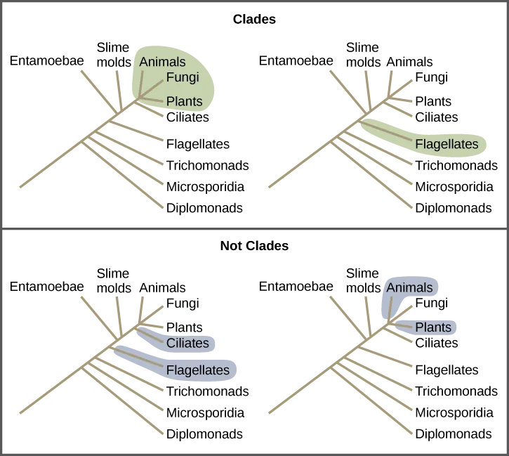 Illustrations show a phylogenetic tree that includes eukaryotic species. A central line represents the trunk of the tree. From this trunk, various groups branch. In order from the bottom, these are diplomonads, microsporidia, trichomonads, flagellates, entamoebae, slime molds, and ciliates. At the top of the tree, animals, fungi and plants all branch from the same point and are shaded to show that they belong in the same clade. Flagellates are on a branch by themselves, and they also form their own clade and are shaded to show this. In another image, Flagellates and ciliates are shaded to show that they branch from different points on the tree and are not considered clades. Likewise, a grouping of animals and plants but not fungi would not be considered a clade cannot exclude a branch originating at the same point as the others.