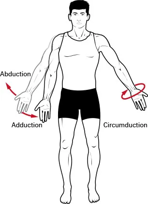 Diagram showing adduction of arm and circumduction of wrist