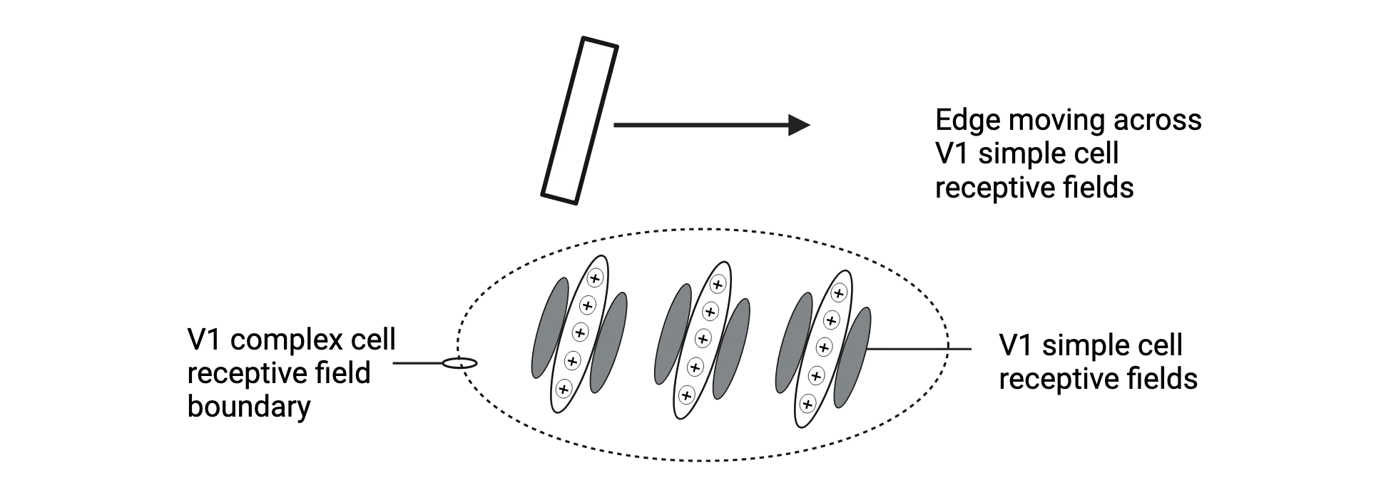Top shows a bar of light moving from left to right. Under that are 3 V1 simple cell receptive fields (center, large excitatory oval with two smaller grey ovals on its sides) with center aligned to excite their centers well as the bar passes by that V1 simple cell. All three simple cells project to a single V1 complex cell, making them all within the V1 complex cell receptive field.