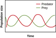 A graph plots time on the horizontal axis and population size on the vertical axis. Two curves are plotted on the graph, one representing predators and one representing prey. The curve for predators begins just above the origin and increases rapidly from just above the origin, then forms a broad curve near the midpoint of the vertical axis near the start of the horizontal axis. The curve descends to form an inverse peak just to the left of the midpoint of the horizontal axis and one-quarter of the height of the vertical axis. This pattern continues through one more peak and trough until the curve ends near the right end of the horizontal axis slightly above its starting point. The curve for prey runs in an inverse pattern, beginning near the midpoint of the vertical axis and dropping, then rising to peak as the predator curve reaches a minimum. The curves continue to alternate until the right side of the graph, where the prey curve ends near the midpoint of the vertical axis. All data is approximate.