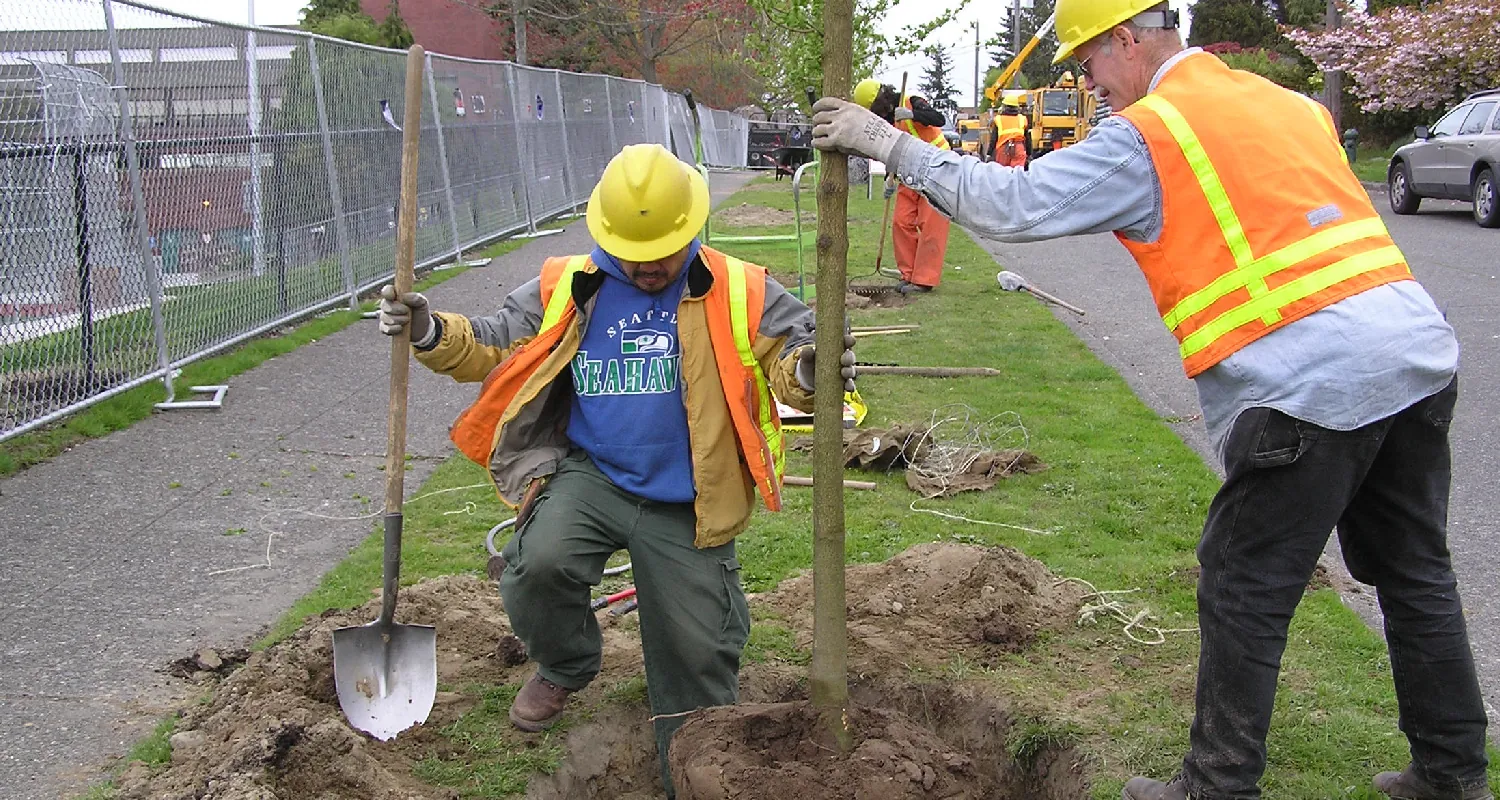 Workers wearing helmets and reflective safety vests place a sapling in a hole in the ground near a road.