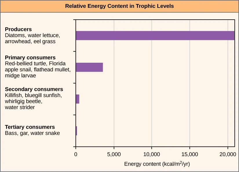 Graph shows energy content in different trophic levels. The energy content of producers is over 20,000 kilocalories per meter squared per year. The energy content of primary consumers is much smaller, about 4,000 kcal/m 2/year. The energy content of secondary consumers is 100 kcal/m2/year, and the energy content of tertiary consumers is only 1 kcal/m2/year