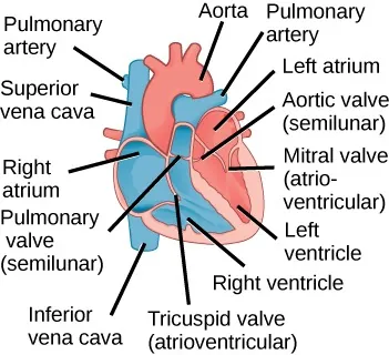 Illustration of human heart with features of internal anatomy labeled counterclockwise starting from the top left: pulmonary artery, superior vena cava, right atrium, pulmonary valve (semilunar), tricuspid valve (atrioventricular), right ventricle, inferior vena cava, aorta, pulmonary artery, left atrium, aortic valve (semilunar), mitral valve (atrioventricular), left ventricle
