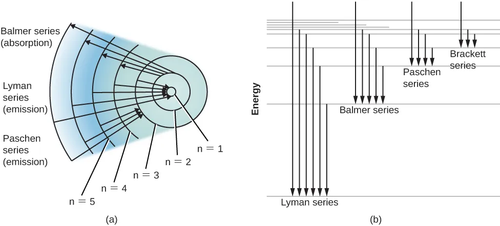 Energy-Level Diagram for Hydrogen and the Bohr Model for Hydrogen. The right hand side (a) of the figure shows the Bohr model with the Lyman, Balmer, and Paschen series illustrated. A small circle representing the nucleus is enclosed by a larger circle for orbit n=1, then another larger circle for n=2 and so on up to n=5. At the top of this diagram are 4 arrows starting at n=2, with one arrow going up to n=3, one to n=4 and one to n=5. As these arrows are moving away from the nucleus, they represent absorption of energy by the atom to move an electron up to each level. Next is the Lyman series, with arrows from each upper orbital pointing down to n=1. As these arrows are pointing toward the nucleus, energy is released from the atom as electrons “fall” from upper levels down to n=1. Finally, there is the Paschen series, with arrows from the upper levels all pointing down to n=3. Again, as these arrows point toward the nucleus, light is emitted as the electron moves closer to the nucleus. The left hand side (b) of the figure shows the movement of electrons from higher to lower energy levels, represented with arrows pointing downward. From left to right, Lyman series has the longest arrows, then Balmer series with arrows about half as long, then Paschen series with arrows about a fourth as long, then Bracket series with arrows about an eighth as long.