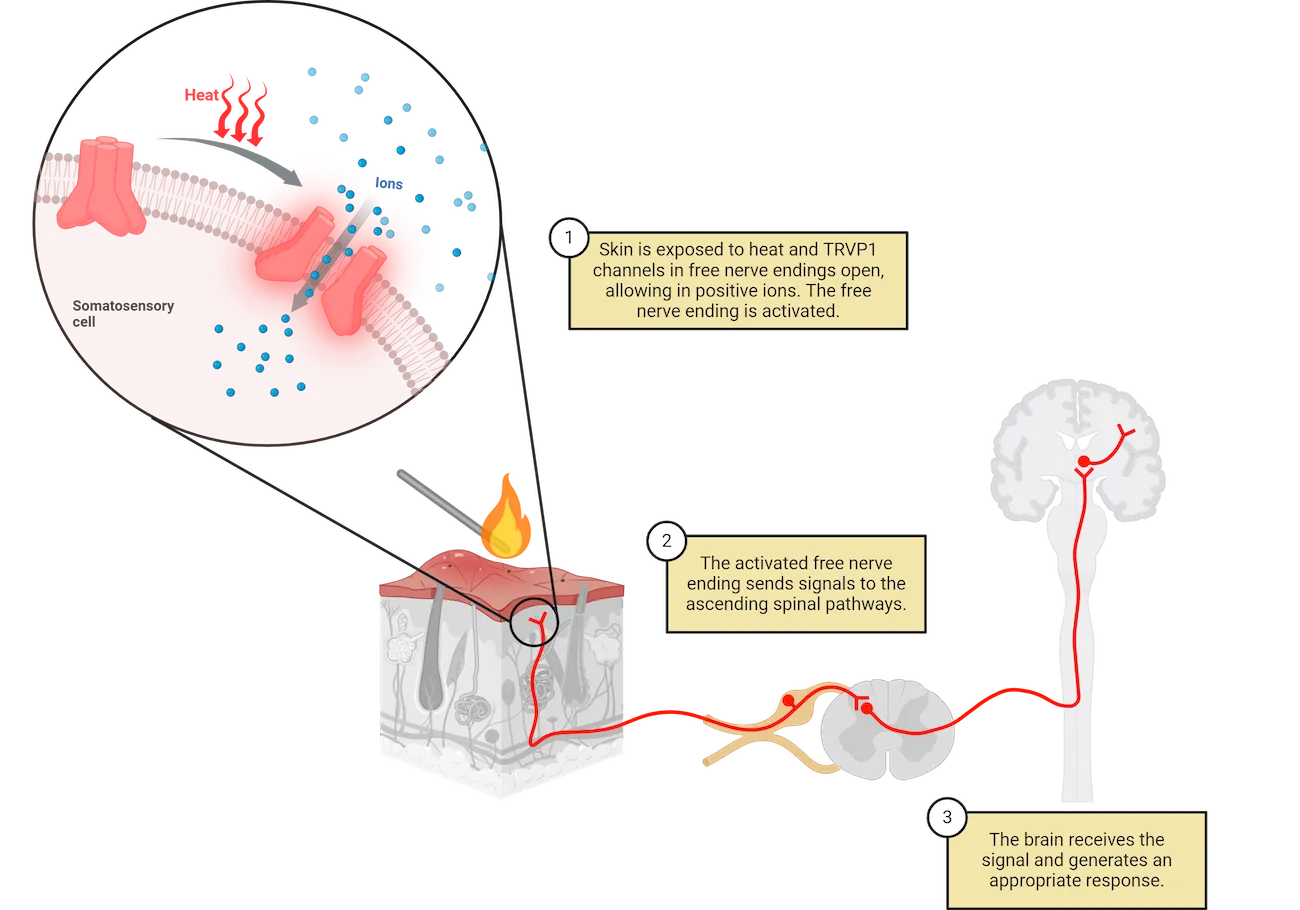 A cube of skin is shown with a free nerve ending being exposed to heat from a flame. The axonal fiber of the free nerve ending goes to a cell body in the dorsal horn of the spinal cord. A synapse is formed by the central branch from the cell body onto a dorsal horn neuron. The dorsal horn neuron sends its axon across the midline then up the spine into the brain. A zoom-in on the spot where the flame meets the nerve ending shows a somatosensory cell membrane with a TRP channel that opens in response to heat, allowing ions to flow into the cell.