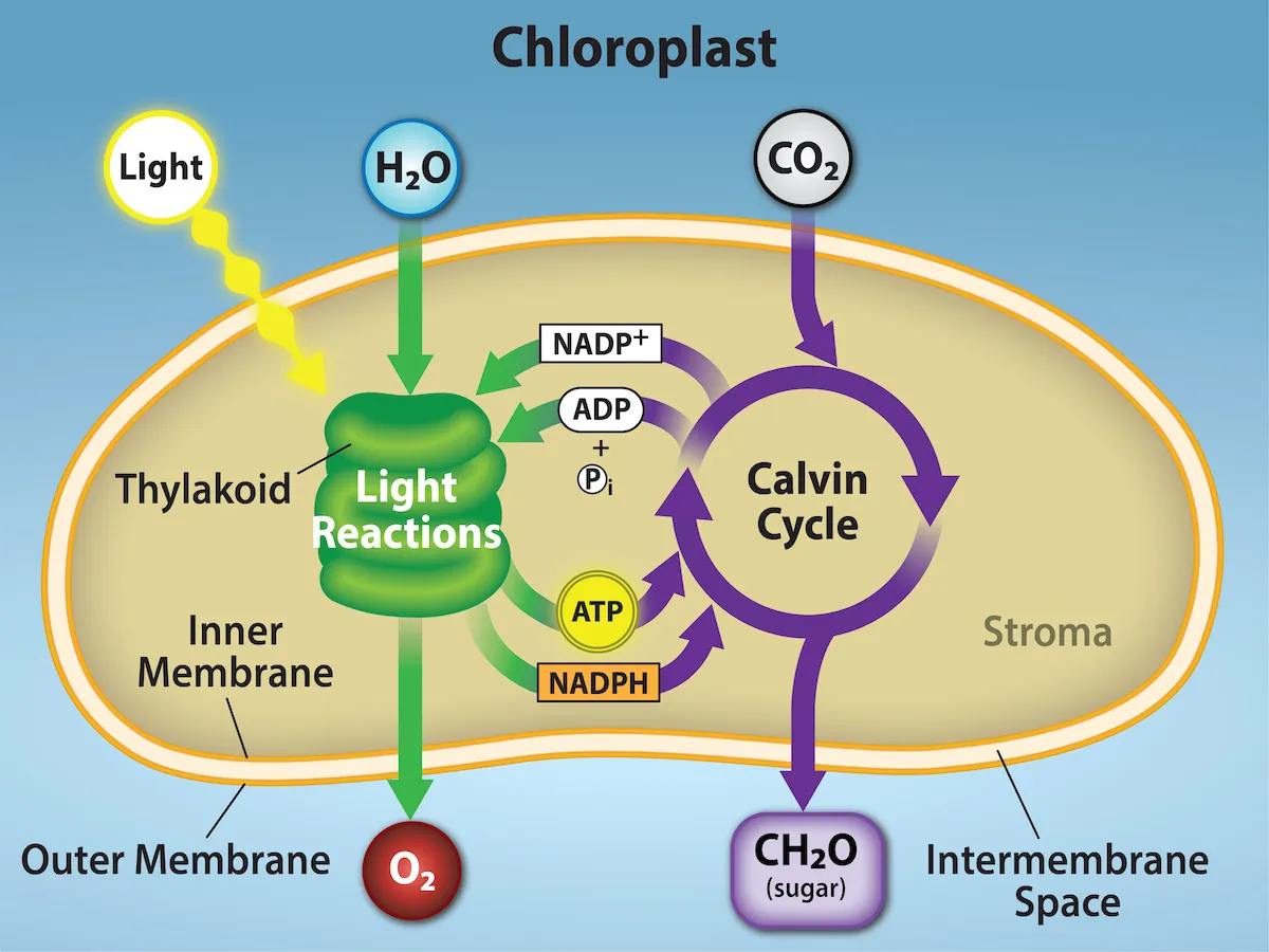 This illustration shows a chloroplast with an outer membrane, an inner membrane, and stacks of membranes inside the inner membrane called thylakoids. The entire stack is called a granum. In the light reactions, energy from sunlight is converted into chemical energy in the form of A T P and N A D P H. In the process, water is used and oxygen is produced. Energy from A T P and N A D P H are used to power the Calvin cycle, which produces G 3 P from carbon dioxide. A T P is broken down to A D P and Pi, and N A D P H is oxidized to N A D P superscript plus sign baseline. The cycle is completed when the light reactions convert these molecules back into A T P and N A D P H.