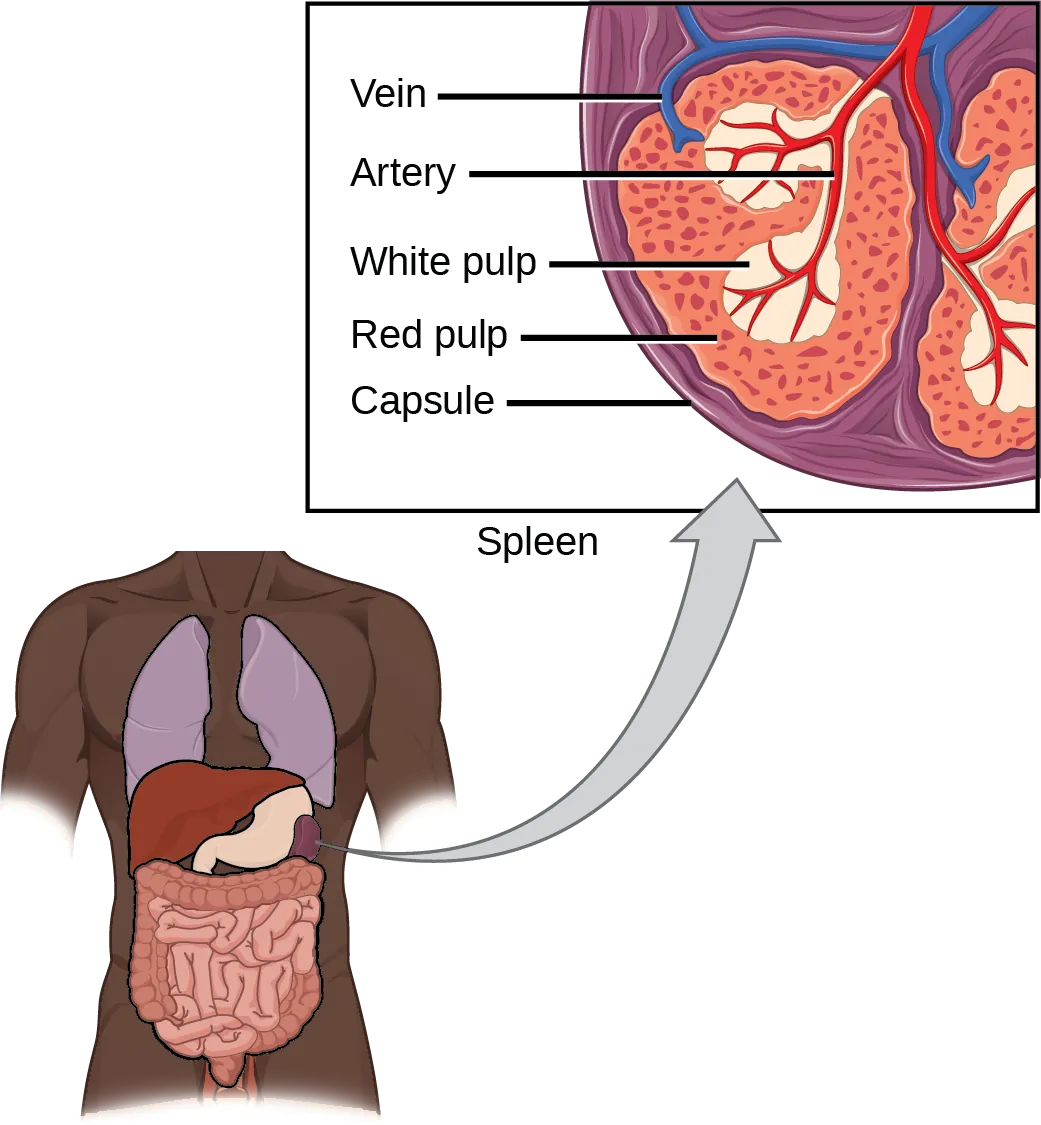 Illustration shows a cross section of a part of a spleen, which is located the upper left part of the abdomen. The spleen is divided into oval quadrants. At the center of these quadrants is white pulp, and at the periphery is red pulp. Arteries extend into the white pulp. Veins connect to the red pulp. The spleen is surrounded by a membrane called a capsule.