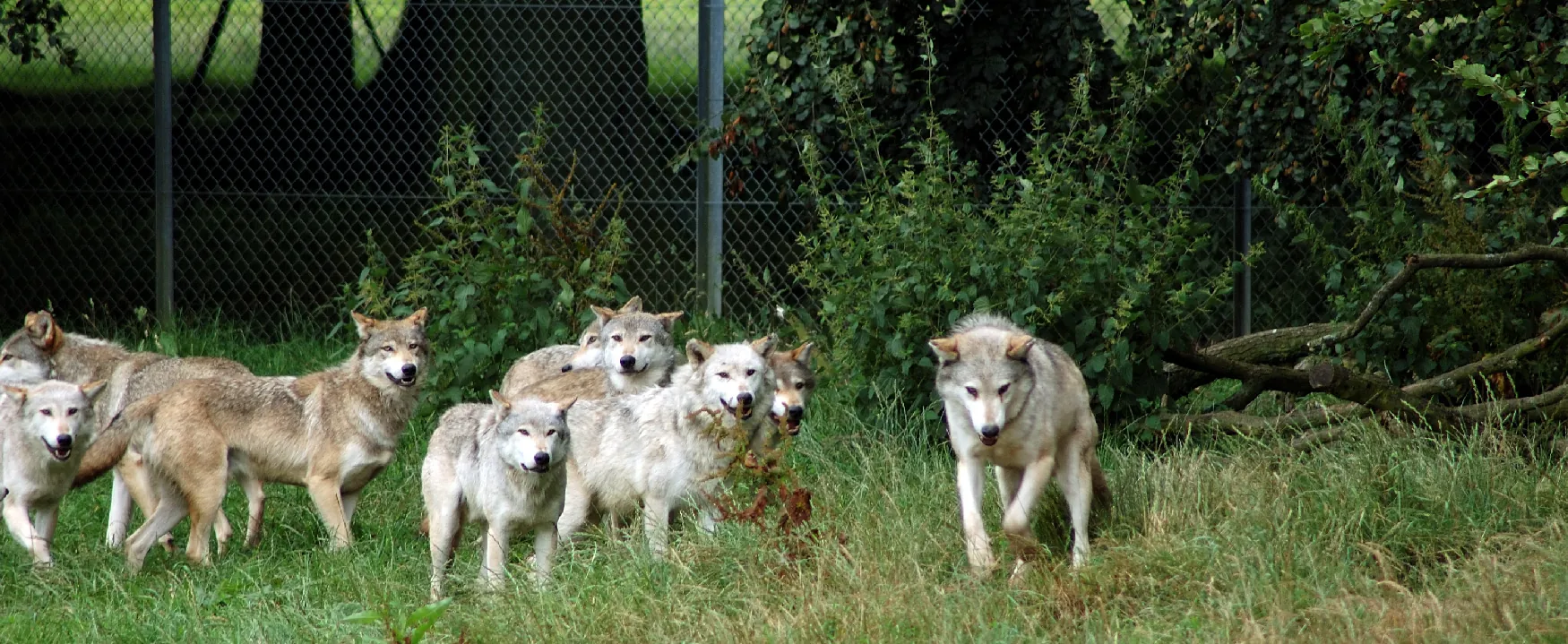 A pack of grey wolves in a lush, green enclosure, with one wolf striding confidently forward while the rest of the group observes from behind a grassy hill.