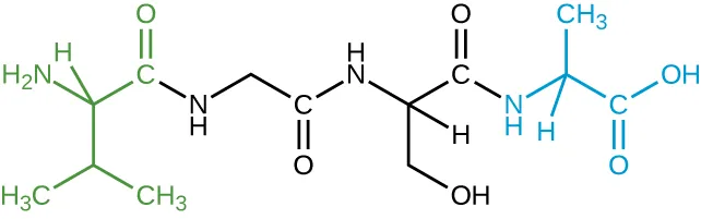 A green 5-C chain linked to an NH linked to a black 2 C chain linked to an NH linked to a black 2 C chain linked to an NH linked to a blue 5 C chain.