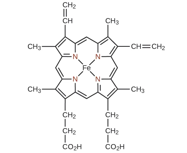 Se muestra una estructura para el ligando sencillo hemo. En el centro de esta estructura hay un átomo de F e. Desde este átomo, cuatro enlaces simples se extienden hacia arriba y hacia la derecha e izquierda y hacia abajo y hacia la derecha e izquierda hasta cuatro átomos de N que se muestran en rojo. Cada átomo de N es un componente de un anillo de 5 elementos con cuatro átomos de C. Cada uno de estos anillos tiene un doble enlace entre los átomos de C que no están unidos al átomo de N. Los átomos de C unidos a átomos de N están conectados a átomos de C que sirven de enlace entre los anillos de 5 elementos. El enlace al átomo de C en el sentido de las agujas del reloj desde el anillo de 5 elementos en cada caso es un doble enlace. El enlace al átomo de C en sentido contrario a las agujas del reloj desde el anillo de 5 elementos en cada caso es un enlace simple. A la izquierda de la estructura, dos de los átomos de C de los anillos de 5 elementos que no están unidos al N están unidos a grupos C H subíndice 3. Los demás carbonos de estos anillos que no están unidos a átomos de N están unidos a grupos superiores e inferiores. Arriba hay un grupo C H con doble enlace a un grupo C H subíndice 2. A continuación, hay un grupo C H subíndice 2 enlazado a otro grupo C H subíndice 2, que está enlazado a un grupo C O subíndice 2 H. En el lado derecho de la estructura, los átomos de C de los anillos de 5 elementos, que no están enlazados a átomos de N, están enlazados a estructuras adicionales. El átomo de C a la derecha en el anillo de 5 elementos en la parte superior derecha está enlazado a un grupo C H, que a su vez está doblemente enlazado a un grupo C H subíndice 2. Del mismo modo, el átomo de C más a la derecha del anillo de 5 elementos en la parte inferior derecha está enlazado a un grupo C H subíndice 3. El átomo de C del anillo de 5 elementos, que no está enlazado a un átomo de N en la región superior derecha de la estructura, está enlazado a un grupo de C H subíndice 3 arriba. Del mismo modo, el átomo de C del anillo de 5 elementos, que no está enlazado a un átomo de N en la región inferior derecha de la estructura, está enlazado a un grupo C H subíndice 2, que está enlazado a otro grupo C H subíndice 2, que está enlazado a un grupo C O subíndice 2 H por debajo.
