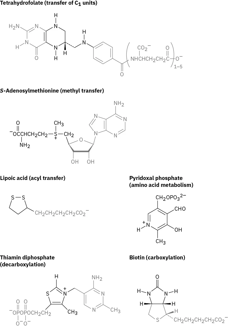 The structures of tetrahydrofolate (transfer of C 1 units), S-adenosylmethionine (methyl transfer), lipoic acid (acyl transfer), pyridoxal phosphate (amino acid metabolism), thiamin diphosphate (decarboxylation) and biotin (carboxylation).