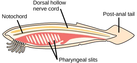 The illustration shows a fish-shaped chordate. A long, thin dorsal hollow nerve cord runs the length of the chordate, along the top. Immediately beneath the nerve cord is a notochord that also runs the length of the organism. Beneath the notochord, pharyngeal slits cut diagonally into tissue toward the front of the organism. A post-anal tail occurs at the rear.