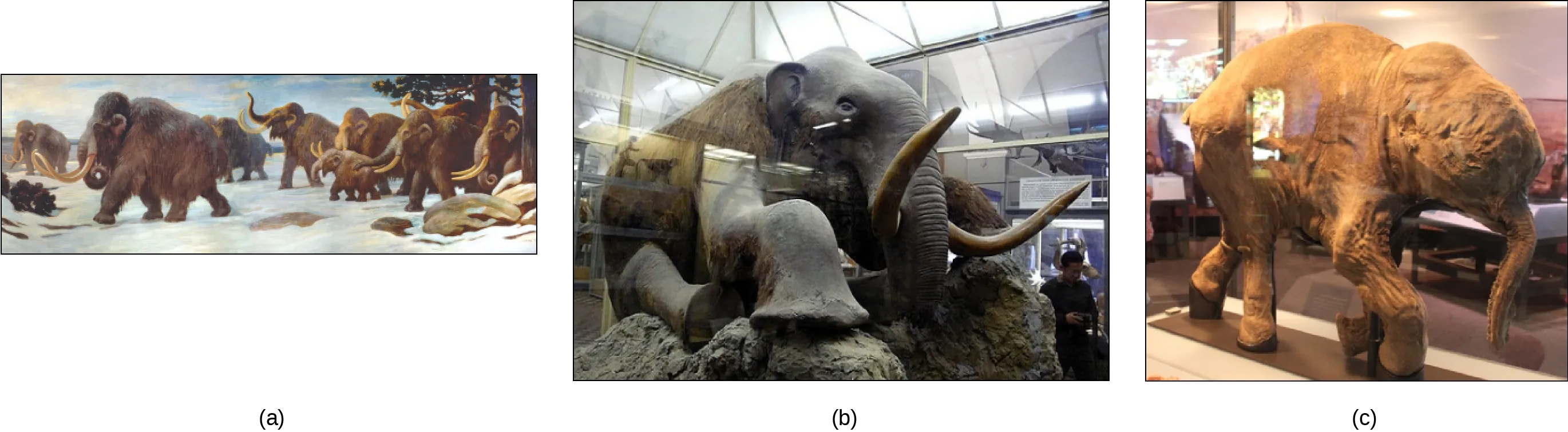 Three depictions of mammoths are shown.  They are large, elephant like creatures covered in fur, and they have long tusks. Photo (a) shows a painting of mammoths walking in the snow. Photo (b) shows a stuffed mammoth sitting in a museum display case. Photo (c) shows a mummified baby mammoth, also in a display case.