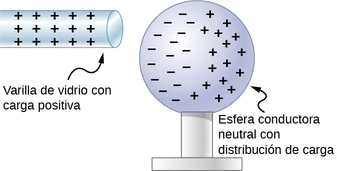 Se muestra una vista microscópica de la polarización. Una varilla de vidrio cargada positivamente y con signos positivos está cerca de una esfera conductora neutra con una distribución de carga. Las cargas negativas de la esfera están en el lado cercano a la varilla y las cargas positivas en el lado opuesto a la varilla.