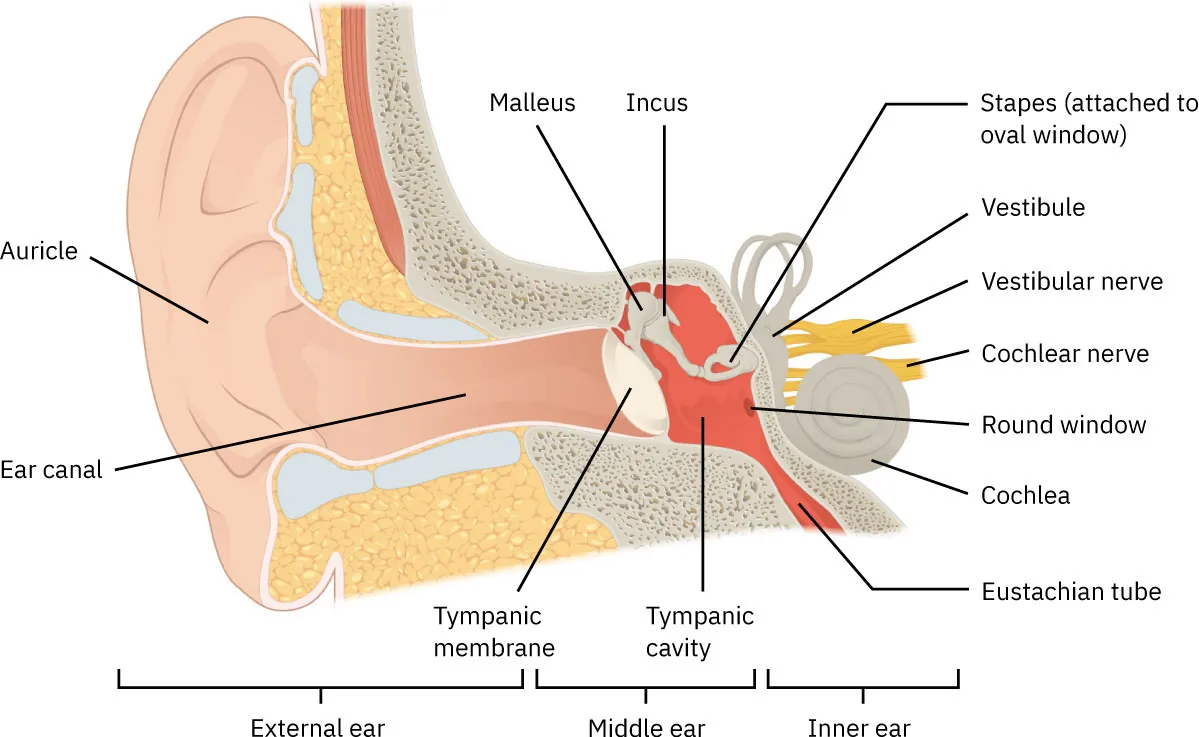 A diagram showing the parts of the external, middle, and inner ear.