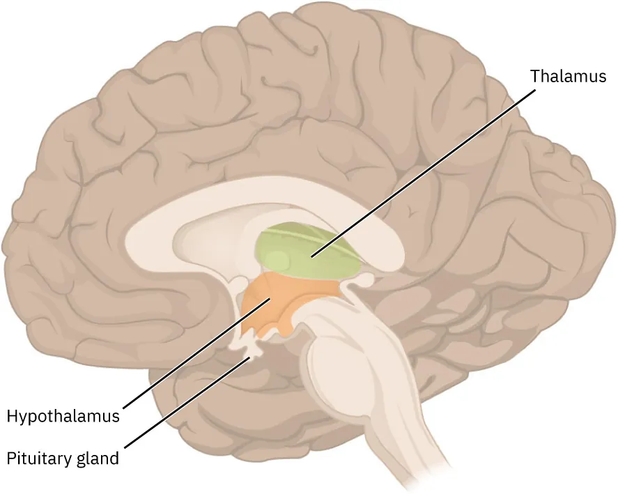 This figure shows the location of the thalamus, hypothalamus and pituitary gland in the brain.