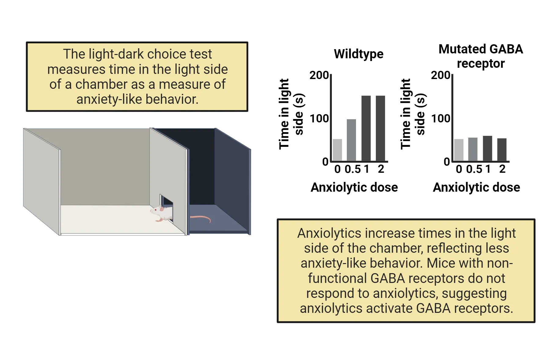 Left is an illustration of a mouse in a box where ~1/3 of it is dark and the rest is light, separated by a wall with an opening the mouse can move through. The light-dark choice test measures time in the light side of a chamber as a measure of anxiety-like behavior. Right shows 2 graphs, both with time in light side on the y-axis and anxiolytic dose on the x-axis. One graph is for wildtype mice and the other is for mutated GABA receptor. Anxiolytics increase times in the light side of the chamber, reflecting less anxiety-like behavior. Mice with non-functional GABA receptors do not respond to anxiolytics, suggesting anxiolytics activate GABA receptors.