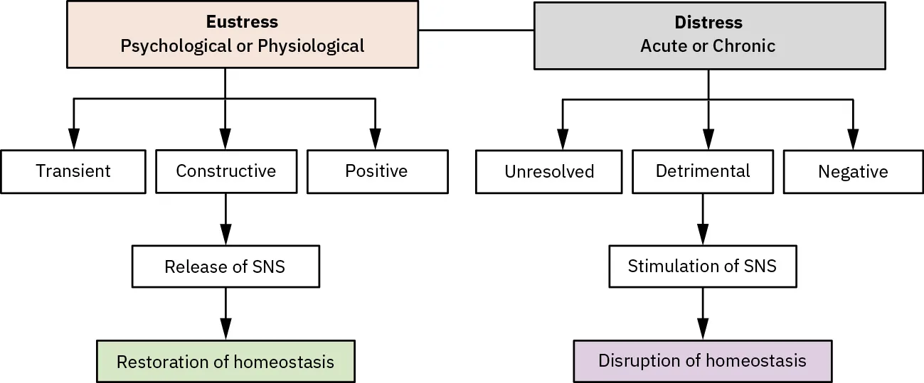 Hierarchy chart with Eustress (Psychological or Physiological) and Distress (Acute or Chronic) connected at top. Arrows lead down from Eustress to Transient, Constructive (leads down to Release of SNS, then to Restoration of homeostasis), and Positive. Distress leads down to Unresolved, Detrimental (leads down to Stimulation of SNS, then Disruption of homeostasis), and Negative.