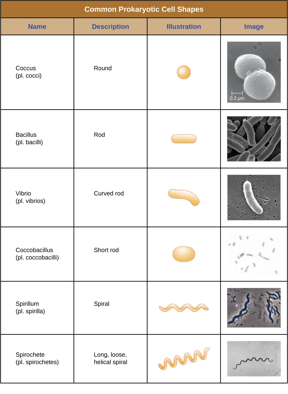 Common Prokaryotic Cell Shapes. The term Coccus (plural: cocci) is the name given to round, spherical shapes. The term bacillus (plural: bacilli) is the name given to rod shaped cells. These cells are shaped like long rounded rectangles. The term vibrio (plural vibrios) is the name given to curved rods, these cells have a shape like a long comma. The term coccobacillus (plural coccobacilli) is the name for short rods; these cells look like ovals. The term spirillum (plural spirilla) is the name for long spiral cells; these look like cork screws. The term spirochete (plural spirochetes) is the name for long, loose helical spiral shaped cells. These look similar to the spirillum but are more floppy.