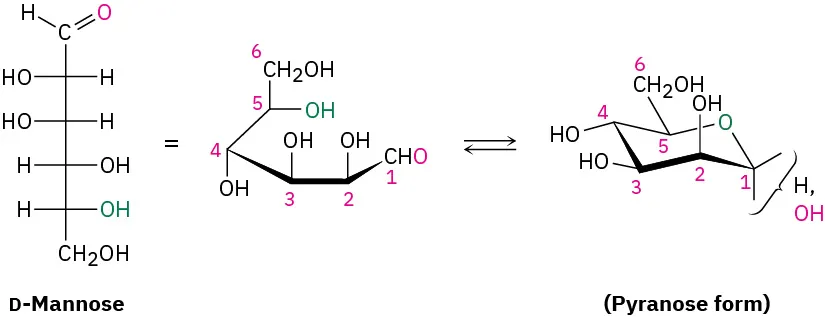 The Fischer projection of D-mannose is depicted. The pyranose ring is obtained by joining the carbonyl carbon to the hydroxyl group at C 5 forming a six-membered ring.