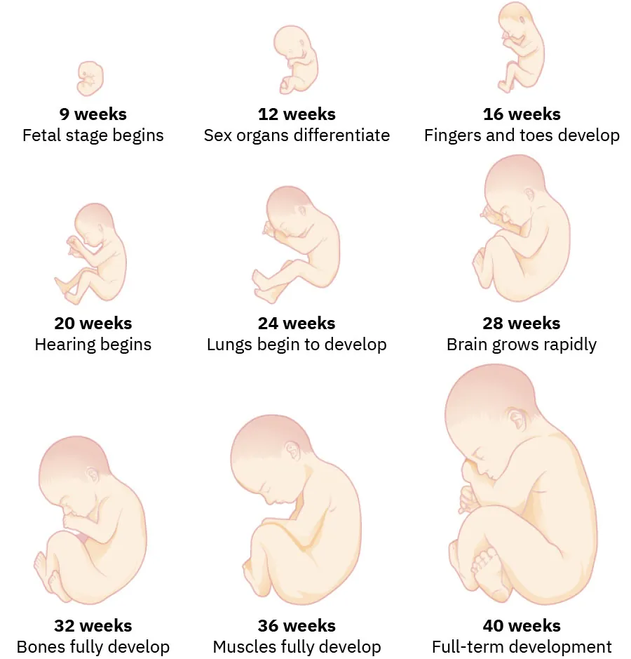 The growth of a fetus is shown using nine pictures in different stages of development. For each stage, there is a picture of a fetus which gets progressively larger and more mature. The first stage is labeled “9 weeks; fetal stage begins.” The second stage is labeled “12 weeks; sex organs differentiate.” The third stage is labeled “16 weeks; fingers and toes develop.” The fourth stage is labeled “20 weeks; hearing begins.” The fifth stage is labeled “24 weeks; lungs begin to develop.” The sixth stage is labeled “28 weeks; brain grows rapidly.” The seventh stage is labeled “32 weeks; bones fully develop.” The eighth stage is labeled “36 weeks; muscles fully develop.” The ninth stage is labeled “40 weeks; full-term development.”