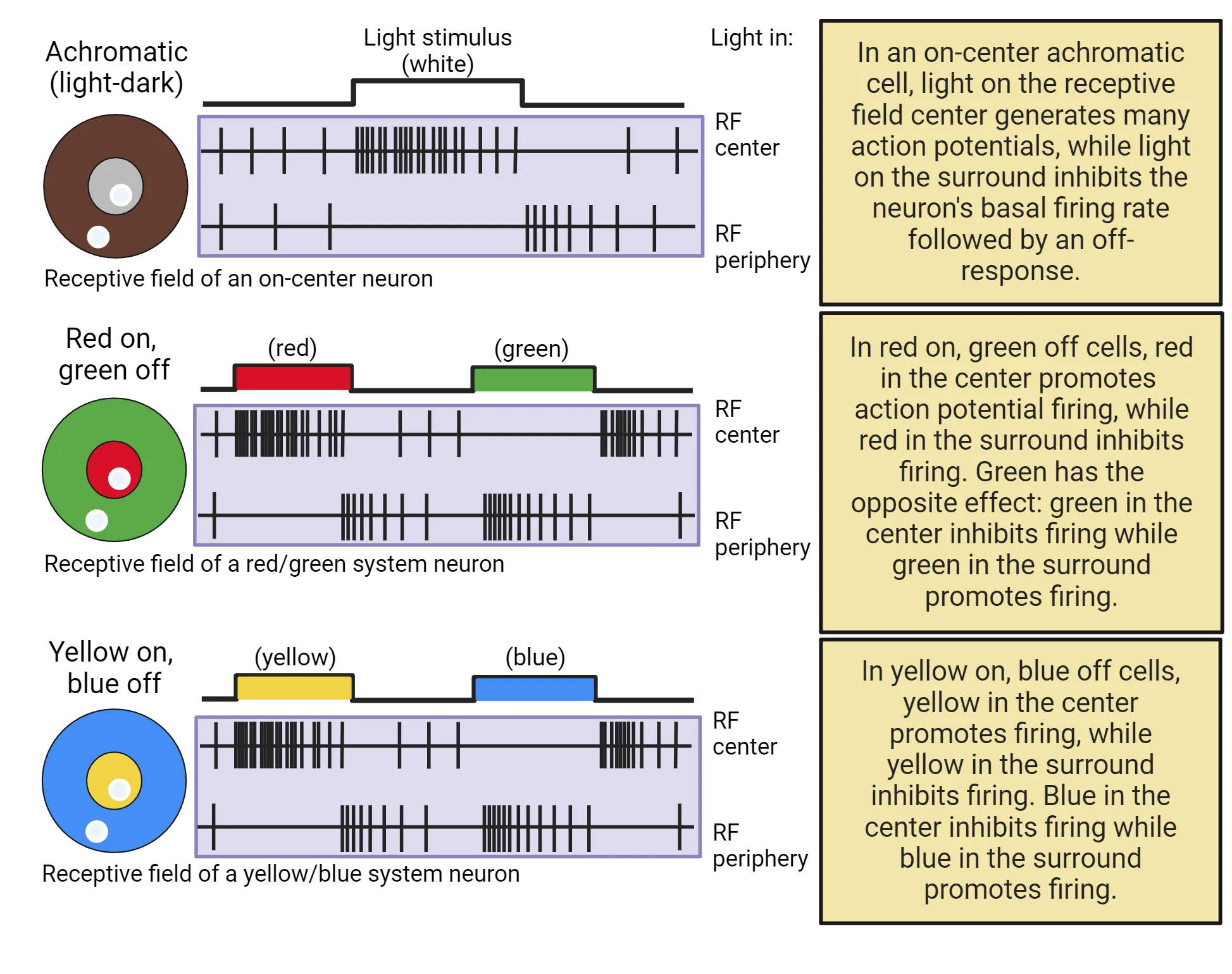 The receptive field and example firing patterns of 3 types of retinal ganglion cells are shown. Achromatic (light-dark) has a center-white, surround-dark receptive field (no color). Light in the center causes many action potentials. Light in the surround causes an inhibition of basal firing rate. Red on, green off has center-red, surround-green. Red in the center causes many action potentials, while red in the surround causes an inhibition of basal firing. Green in the center causes inhibition of basal firing while green in the surround causes many action potentials. Yellow on, blue off has center-yellow, surround-blue. Yellow in the center causes many action potentials, while yellow in the surround causes an inhibition of basal firing. Blue in the center causes inhibition of basal firing while blue in the surround causes many action potentials.