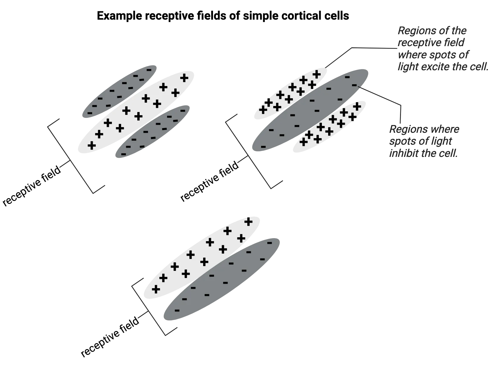 Three example receptive field of simple cortical cells. 1) Three long ovals, the center one is light grey, largest and filled with + marks. The two side ovals are smaller, darker grey and filled with – marks. 2) Three long ovals, the center one is dark gray, largest and filled with - marks. The two side ovals are smaller, lighter gray and filled with + marks. The smaller, lighter ovals are labeled as regions of the receptive field where spots of light excite the cell. The larger, darker oval is labeled as regions where spots of light inhibit the cell. 3) Two equal-sized ovals, one dark gray, one light gray. The dark gray on has – marks and the light gray one has + marks.