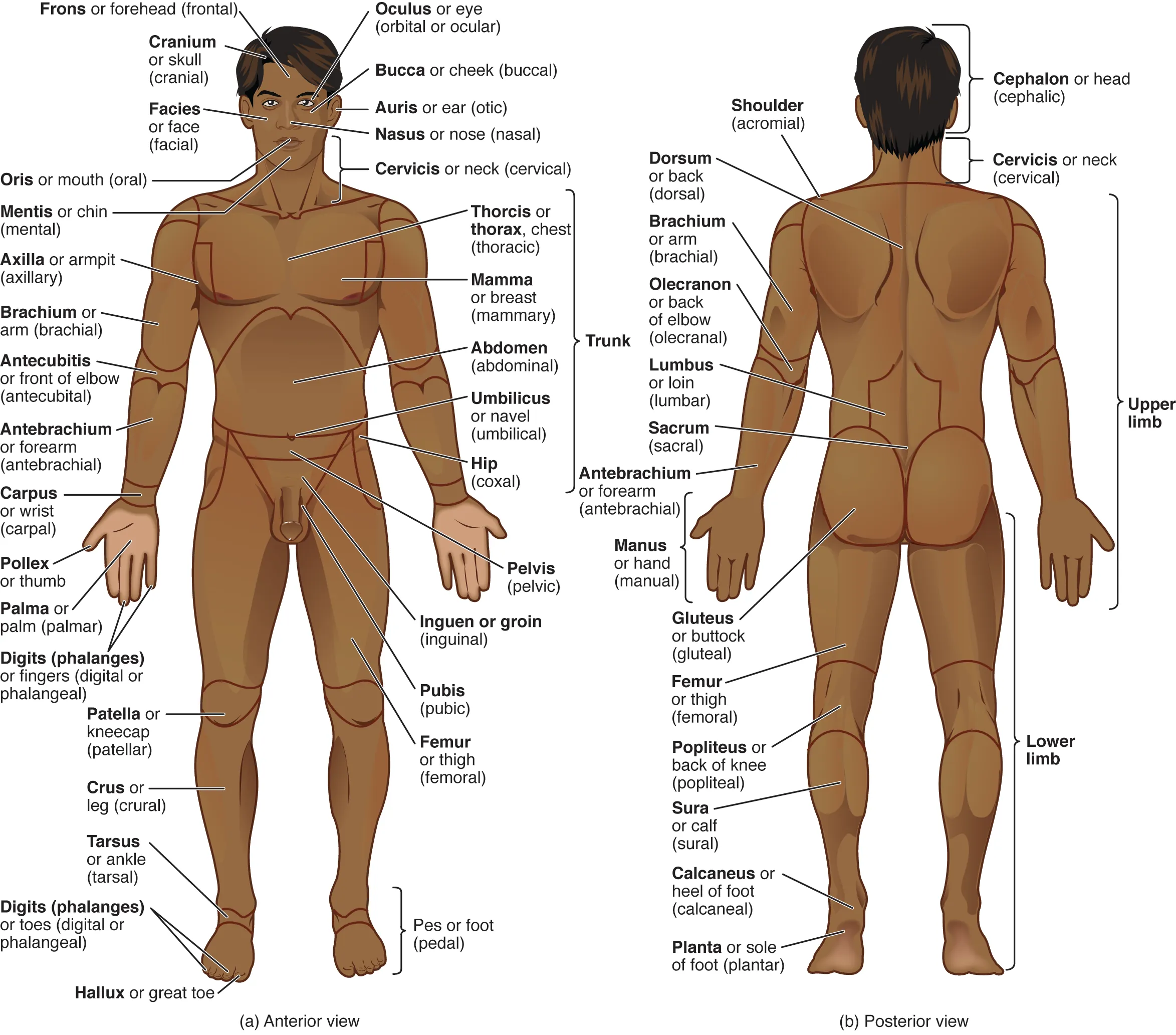 This illustration shows an anterior and posterior view of the human body. The cranial region encompasses the upper part of the head while the facial region encompasses the lower half of the head beginning below the ears. The eyes are referred to as the ocular region. The cheeks are referred to as the buccal region. The ears are referred to as the auricle or otic region. The nose is referred to as the nasal region. The chin is referred to as the mental region. The neck is referred to as the cervical region. The trunk of the body contains, from superior to inferior, the thoracic region encompassing the chest, the mammary region encompassing each breast, the abdominal region encompassing the stomach area, the coxal region encompassing the belt line, and the pubic region encompassing the area above the genitals. The umbilicus, or naval, is located at the center of the abdomen. The pelvis and legs contain, from superior to inferior, the inguinal or groin region between the legs and the genitals, the pubic region surrounding the genitals, the femoral region encompassing the thighs, the patellar region encompassing the knee, the crural region encompassing the lower leg, the tarsal region encompassing the ankle, the pedal region encompassing the foot and the digital/phalangeal region encompassing the toes. The great toe is referred to as the hallux. The regions of the upper limbs, from superior to inferior, are the axillary region encompassing the armpit, the brachial region encompassing the upper arm, the antecubital region encompassing the front of the elbow, the antebrachial region encompassing the forearm, the carpal region encompassing the wrist, the palmar region encompassing the palm, and the digital/phalangeal region encompassing the fingers. The thumb is referred to as the pollux. The posterior view contains, from superior to inferior, the cervical region encompassing the neck, the dorsal region encompassing the upper back and the lumbar region encompassing the lower back. The regions of the back of the arms, from superior to inferior, include the cervical region encompassing the neck, acromial region encompassing the shoulder, the brachial region encompassing the upper arm, the olecranal region encompassing the back of the elbow, the antebrachial region encompasses the back of the arm, and the manual region encompassing the palm of the hand. The posterior regions of the legs, from superior to inferior, include the gluteal region encompassing the buttocks, the femoral region encompassing the thigh, the popliteus region encompassing the back of the knee, the sural region encompassing the back of the lower leg, and the plantar region encompassing the sole of the foot. Some regions are combined into larger regions. These include the trunk, which is a combination of the thoracic, mammary, abdominal, naval, and coxal regions. The cephalic region is a combination of all of the head regions. The upper limb region is a combination of all of the arm regions. The lower limb region is a combination of all of the leg regions.