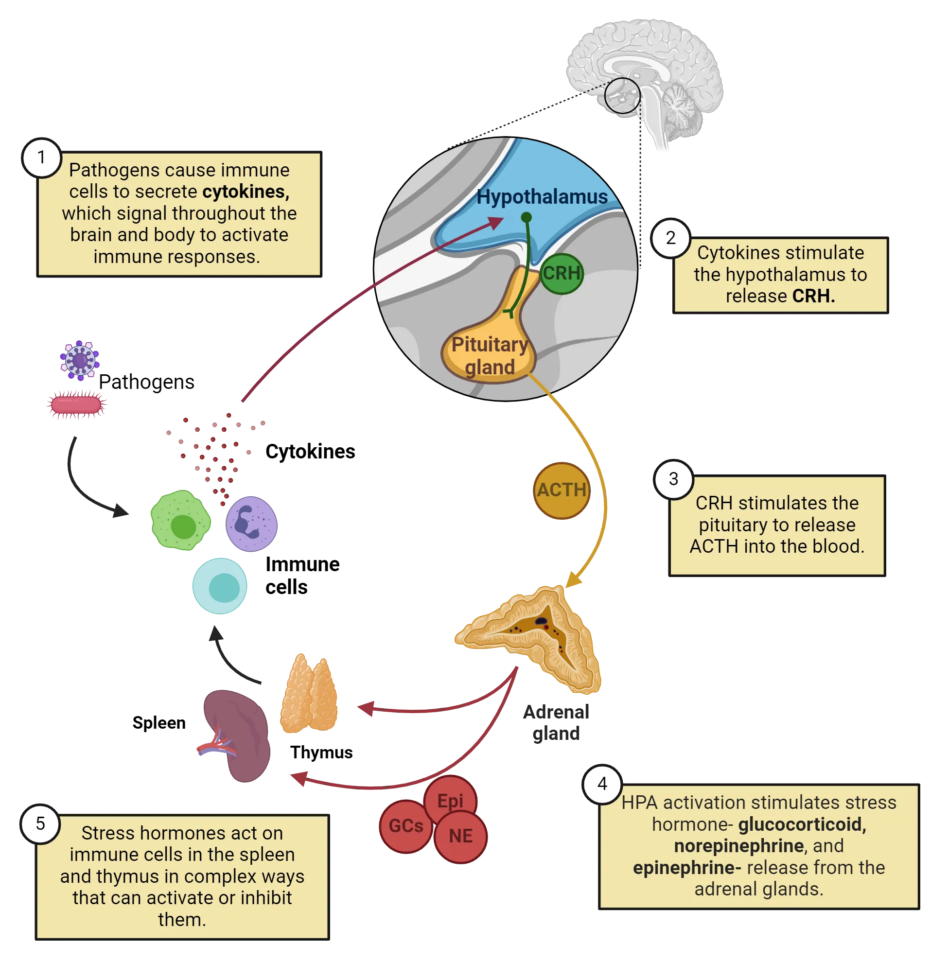 Diagram showing the human hypothalamus and pituitary, where CRH neurons from the hypothalamus extend down into the connected pituitary gland. Adrenal glands, thymus and spleen are shown free floating outside of the brain, along with immune cells. The HPA axis cascade described in the main text is shown as being initiated by cytokines released from immune cells that have encountered a pathogen. The cycle is completed when adrenal hormones signal back to spleen and thymus to act in complex ways that can activate or inhibit them, thereby affecting immune cells.