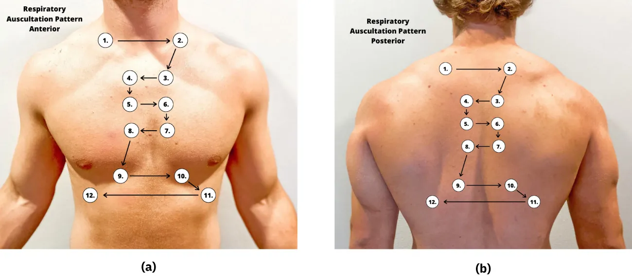 A photo showing the respiratory auscultation pattern: anterior on the left side, and posterior on the right side.