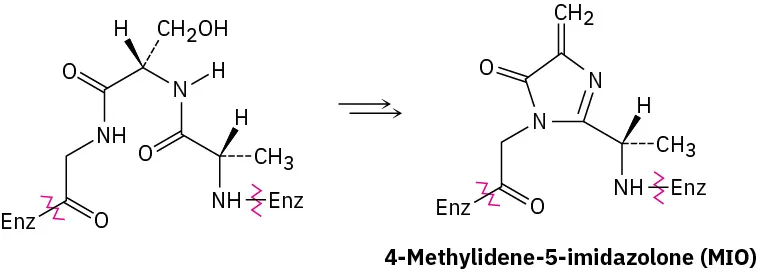 A segment of the peptide chain in the histidine ammonia lyase enzyme undergoes cyclization to form 4-methylidene-5-imidazolone (M I O).