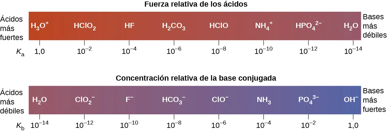 El diagrama muestra dos barras horizontales. El primero, etiquetado como "Fuerza ácida relativa", en la parte superior, es rojo a la izquierda y cambia gradualmente a púrpura a medida que avanza hacia la derecha. El extremo rojo de la izquierda está etiquetado como "Ácidos más fuertes". El extremo púrpura de la derecha está etiquetado como "Ácidos más débiles". Justo fuera de la barra, en la parte inferior izquierda, aparece la etiqueta "K subíndice a". La barra está marcada en incrementos con un ácido específico listado sobre cada incremento. La primera marca está en 1,0 con H subíndice 3 O superíndice de signo positivo. El segundo es diez elevado a 2 negativo con H C l O subíndice 2. El tercero es diez elevado a 4 negativo con H F. El cuarto es diez elevado a 6 negativo con H subíndice 2 C O subíndice 3. El quinto es diez elevado a 8 negativo con C H subíndice 3 O O H. El sexto es diez elevado a 10 negativo con N H subíndice 4 superíndice de signo positivo. El séptimo es diez elevado a 12 negativo con H P O subíndice 4 superíndice 2 signo negativo. El octavo es diez elevado a 14 negativo con H subíndice 2 O. Del mismo modo, la segunda barra, que está etiquetada como "Fuerza de la base conjugada relativa", es de color púrpura en el extremo izquierdo y cambia gradualmente a azul a medida que avanza hacia el extremo derecho. Fuera de la barra, a la izquierda, aparece la etiqueta "Bases más débiles". Fuera de la barra, a la derecha, aparece la etiqueta "Bases más fuertes". Debajo y a la izquierda de la barra está la etiqueta "K subíndice b". La barra está marcada de forma similar en incrementos con bases listadas encima de cada incremento. El primero es diez elevado a 14 negativo con H subíndice 2 O encima. El segundo es diez elevado a 12 negativo C l O subíndice 2 superíndice signo negativo. El tercero es diez elevado a 12 negativo con F superíndice signo negativo. El cuarto es diez elevado a 8 negativo con H C O subíndice 3 superíndice signo negativo. El quinto es diez elevado a 6 negativo con C H subíndice 3 C O O superíndice signo negativo. El sexto es diez elevado a 4 negativo con N H subíndice 3. El séptimo es diez elevado a 2 negativo con P O subíndice 4 superíndice tres signo negativo. El octavo es 1,0 con OH superíndice signo negativo.