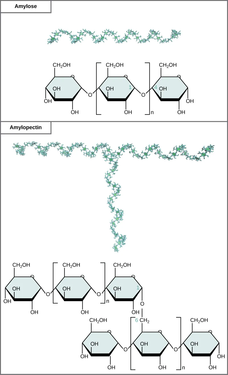 The chemical structures of amylose and amylopectin are shown. Amylose consists of unbranched chains of glucose subunits, and amylopectin consists of branched chains of glucose subunits.