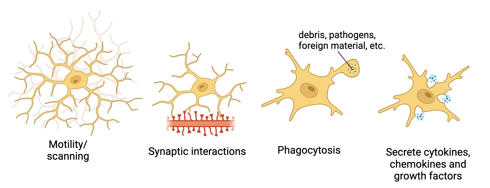 Four diagrams to represent microglial functions: scanning (processes moving around), synaptic interactions (processes touching dendritic spines), phagocytosis (a process engulfing debris, pathogens, foreign material etc.), secrete cytokines, chemokines and growth factors (proteins secreted from cell).