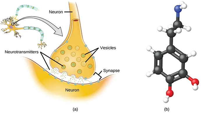 Two diagrams are shown. In the upper left corner of the left diagram, an oval with a darkened center that has five short, branching appendages and one long tail-like appendage is shown and connected by an arrow to another image. This image depicts a close-up view of the oval section and its interaction with the tail-like portion of a similar structure. The close up view is composed of a narrow tube labeled “neuron” leading down to a bulbous base that holds thirteen circles filled with small dots. These circles are labeled “vesicles.” The base of the bulbous structure is next to a curved object labeled “neuron” and very small dots are emerging from the bulb’s base and flowing toward the curved structure. The gap in between the two structures is labeled “synapse,” and the small dots are labeled “neurotransmitters.” The diagram on the right depicts a molecule composed of six black spheres connected by alternating double and single bonds in a hexagonal ring with other spheres attached to it. Three of the black spheres are connected to one smaller, white sphere each. Two of the black balls are connected to a smaller red sphere each. Each red sphere is connected to a smaller, white sphere. One black sphere is connected to another black sphere. It is connected to two smaller, white spheres and another black sphere. This second black sphere is connected to two smaller white spheres, and a slightly smaller blue sphere. The blue sphere is connected to two smaller, white spheres.