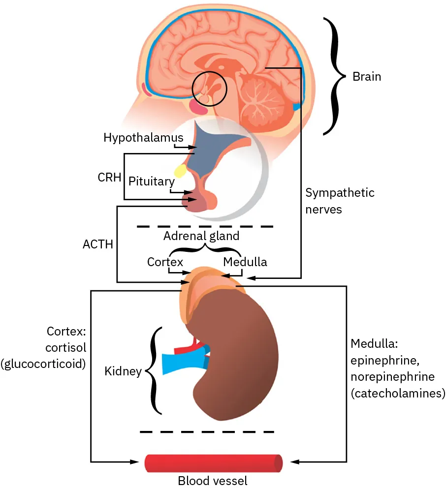 Illustration of how in response to stress, hypothalamus (H) releases corticotrophin releasing factor (CRF) into anterior pituitary (P), causing release of adrenocorticotropic hormone (ACTH) into blood flow. ACTH stimulates generation of glucocorticoids (cortisol in humans, corticosterone in mice) in cortex of adrenal gland, which are released into blood. Stress also activates autonomic sympathetic nerves in medulla of adrenal gland to elicit production of catecholamines, norepinephrine, epinephrine, which are released into blood. Glucocorticoids and catecholamines influence generation of interleukins, which are involved in viability and proliferation of immunocompetent gut cells via receptors.