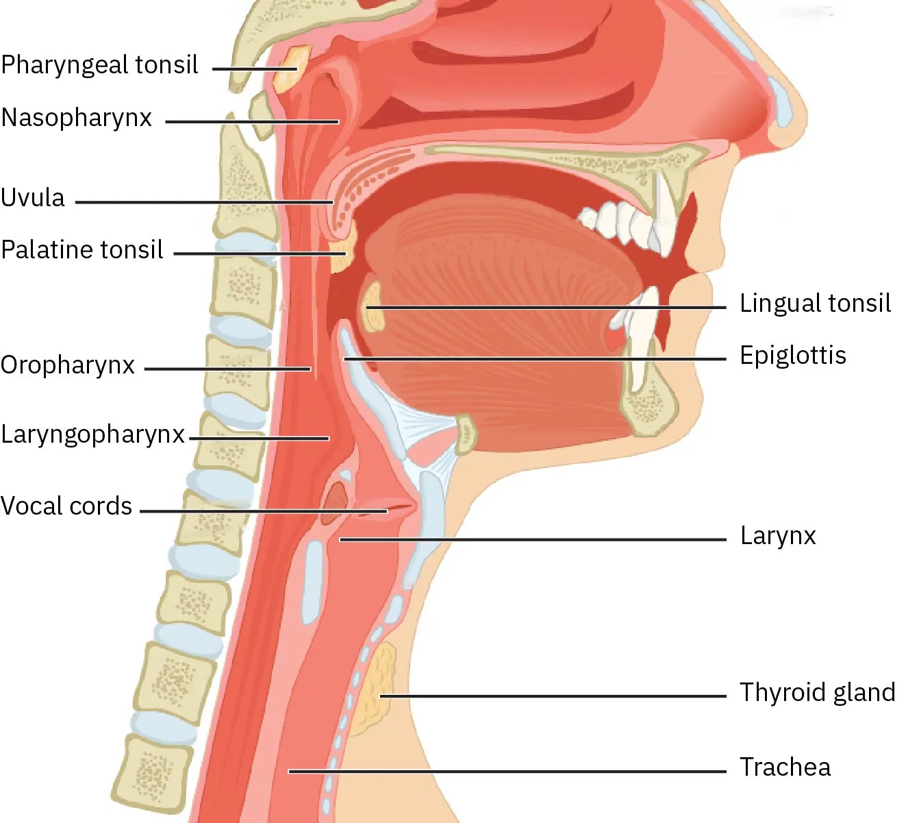 A diagram of the parts of the throat.