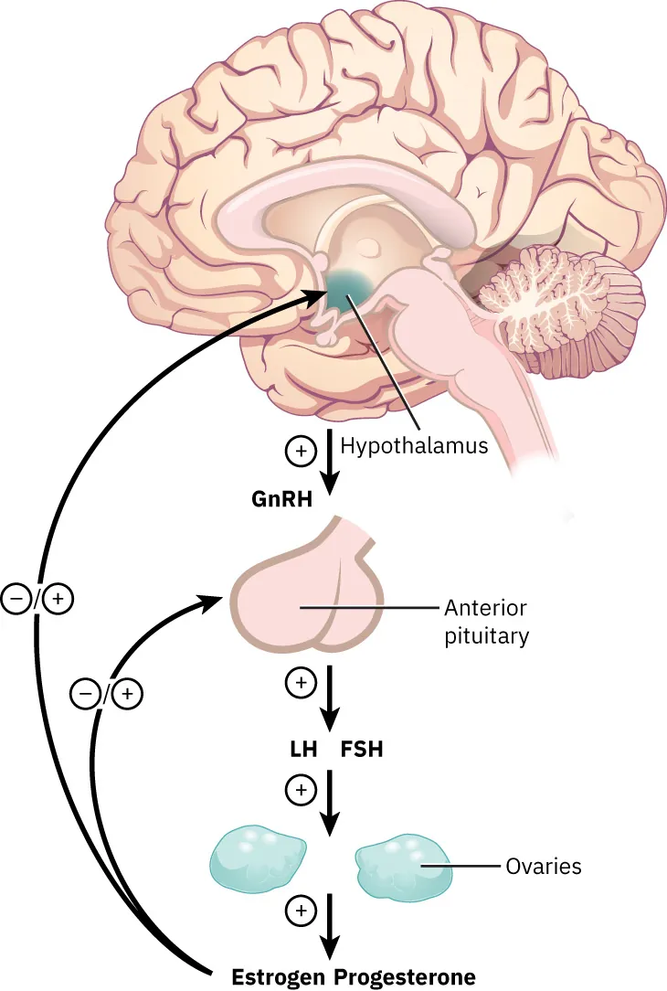 Image of the hypothalamus in the brain sending GnRH to the Anterior pituitary, which sends LH FSH to the ovaries, and then Estrogen and Progesterone lead back to Anterior pituitary and hypothalamus.